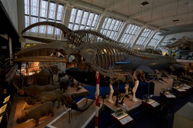 Doğa Tarihi Müzesi 'nin iç manzarası. 188 yılında kurulan müze, dünyanın dört bir yanından 80 milyon ürün ve türe ev sahipliği yapıyor. Londra, İngiltere, Birleşik Krallık.
