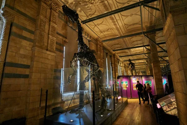 Vista Interior Del Museo Historia Natural Establecido 188 Museo Alberga — Foto de Stock