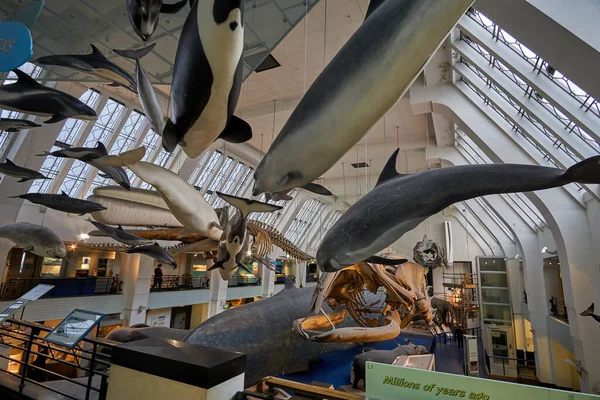 Interiören Syn Naturhistoriska Museet Museet Grundades 188 Och Rymmer Miljoner — Stockfoto