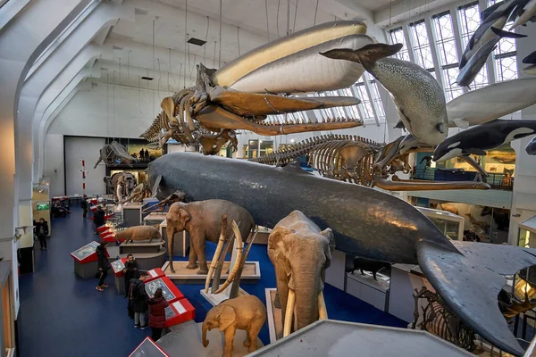 Innenansicht Des Naturhistorischen Museums Das 188 Gegründete Museum Beherbergt Millionen — Stockfoto