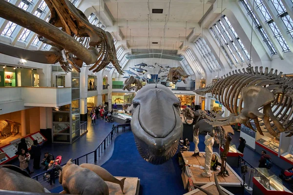 Innenansicht Des Naturhistorischen Museums Das 188 Gegründete Museum Beherbergt Millionen — Stockfoto