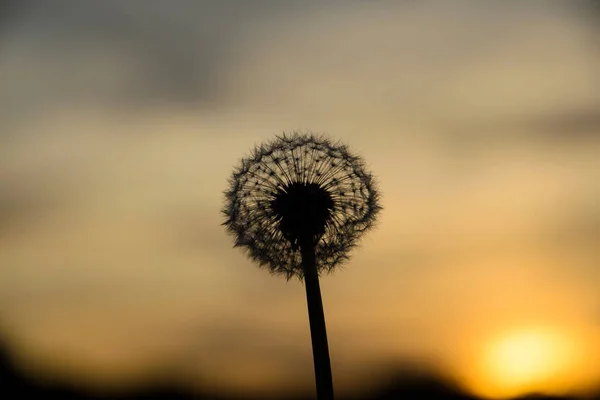 Pampeslika Zapadu Slunce Jalá Diente León Puesta Del Sol — Foto de Stock