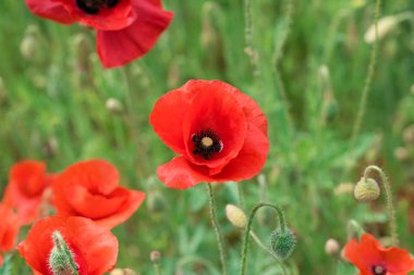 Bahar alan üzerinde haşhaş çiçekleri