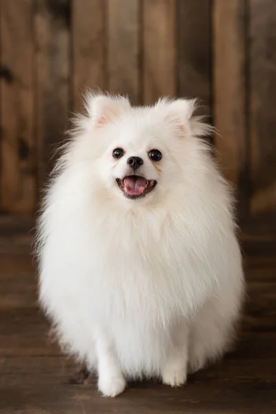 Little Pomeranian Spitz Dogpuppy Can Used Background — Stock Photo, Image