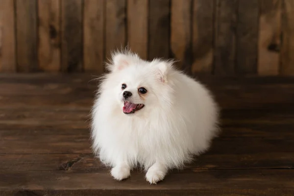 Poco Pomeranian Spitz Dogpuppy Puede Utilizar Como Fondo — Foto de Stock