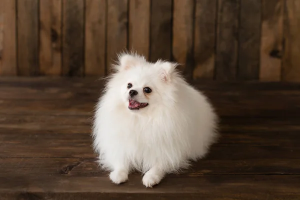 Poco Pomeranian Spitz Dogpuppy Puede Utilizar Como Fondo — Foto de Stock