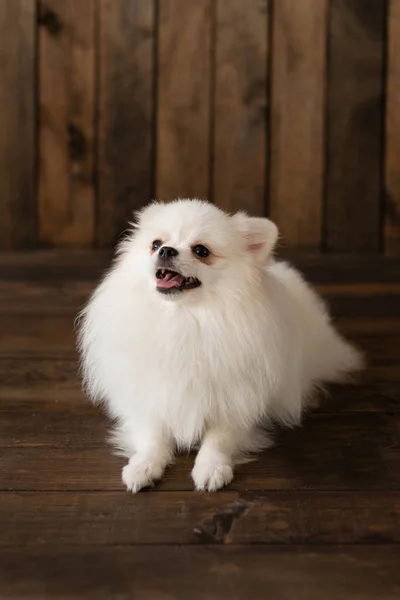 Poco Pomeranian Spitz Dogpuppy Puede Utilizar Como Fondo — Foto de Stock