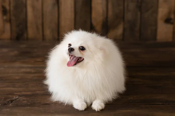 Pouco Spitz Dogpuppy Pomeranian Pode Ser Usado Como Fundo — Fotografia de Stock