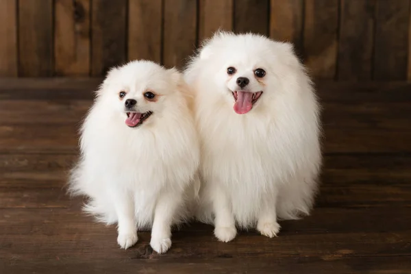 Kleiner Pommerscher Spitzhund Kann Als Hintergrund Verwendet Werden — Stockfoto