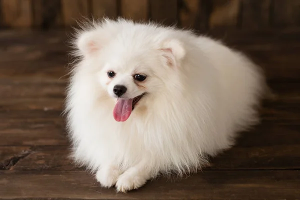 Malý Špic Pomeranian Dogpuppy Lze Použít Jako Pozadí — Stock fotografie