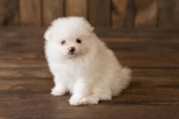 Little Pomeranian Spitz Dogpuppy Can Used Background — Stock Photo, Image