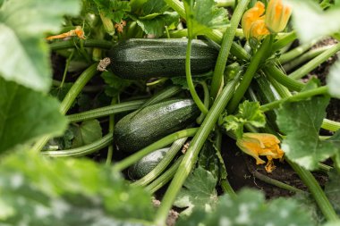 Olgunlaşmış sebze iliği, kabak ve bush kabaklar için sağlıklı gıda hazırlanması malzemeler hazırlanır. Arka plan olarak kullanılabilir