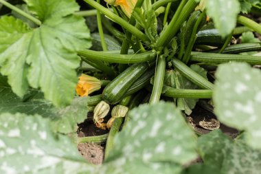 Olgunlaşmış sebze iliği, kabak ve bush kabaklar için sağlıklı gıda hazırlanması malzemeler hazırlanır. Arka plan olarak kullanılabilir