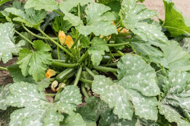 Olgunlaşmış sebze iliği, kabak ve bush kabaklar için sağlıklı gıda hazırlanması malzemeler hazırlanır. Arka plan olarak kullanılabilir