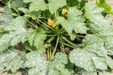 Olgunlaşmış sebze iliği, kabak ve bush kabaklar için sağlıklı gıda hazırlanması malzemeler hazırlanır. Arka plan olarak kullanılabilir