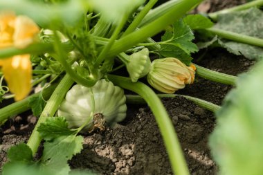Olgunlaşmış sebze iliği, kabak ve bush kabaklar için sağlıklı gıda hazırlanması malzemeler hazırlanır. Arka plan olarak kullanılabilir