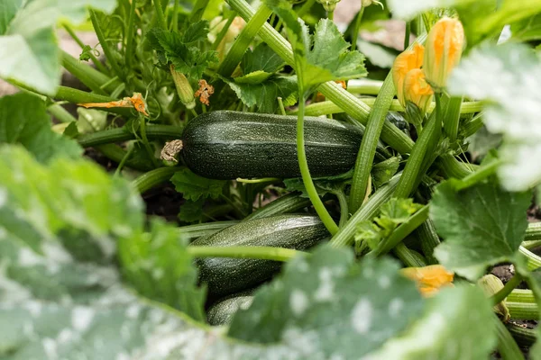 The ripened vegetable marrows, zucchini and bush pumpkins are prepared as ingredients for preparation of healthy food. It can be used as a background