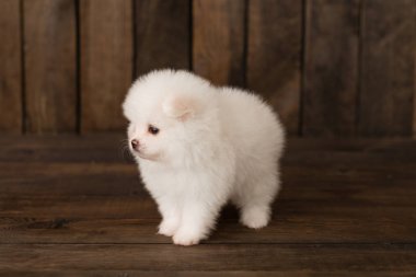Pomeranian spitz-köpek yavrusu. Arka plan olarak kullanılabilir