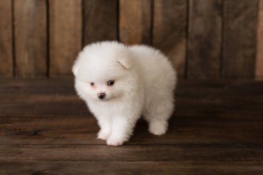 Pomeranian spitz-köpek yavrusu. Arka plan olarak kullanılabilir