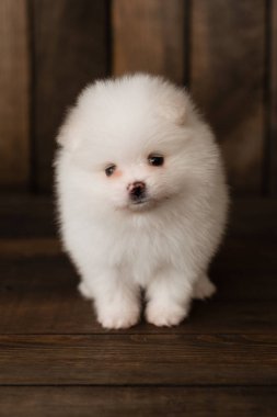 Pomeranian spitz-köpek yavrusu. Arka plan olarak kullanılabilir