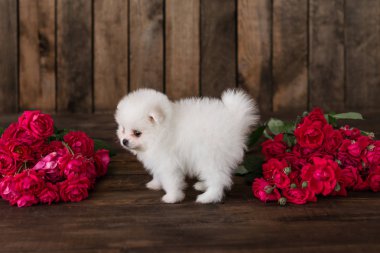 Pomeranian spitz-köpek yavrusu. Arka plan olarak kullanılabilir