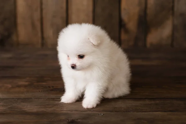 Μικρό Κουτάβι Pomeranian Spitz Σκύλος Μπορεί Χρησιμοποιηθεί Φόντο — Φωτογραφία Αρχείου