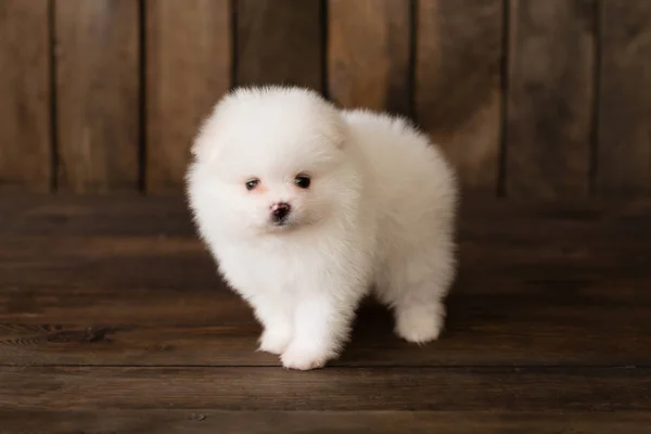 Lilla Pomeranian Spitz Hund Valp Det Kan Användas Som Bakgrund — Stockfoto