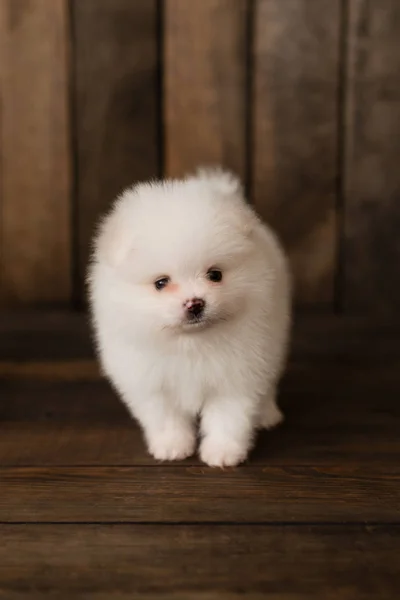 Kleiner Pommerscher Spitzhundewelpe Kann Als Hintergrund Verwendet Werden — Stockfoto