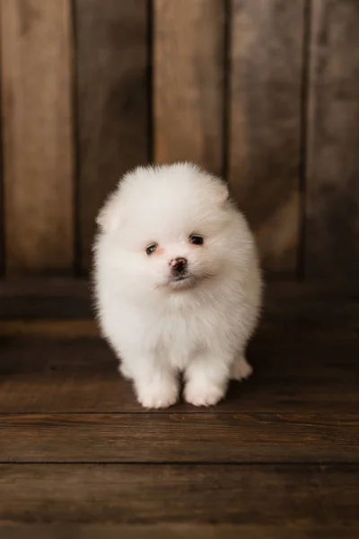 Little Pomeranian Spitz Dog Puppy Can Used Background — Stock Photo, Image