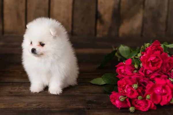 Pequeño Cachorro Pomerania Puede Utilizar Como Fondo — Foto de Stock