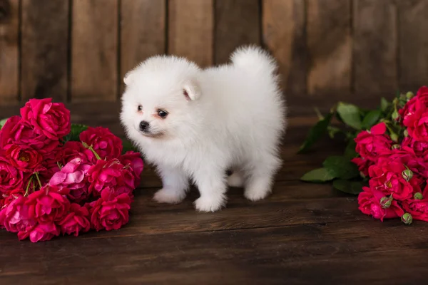 Kleiner Pommerscher Spitzhundewelpe Kann Als Hintergrund Verwendet Werden — Stockfoto