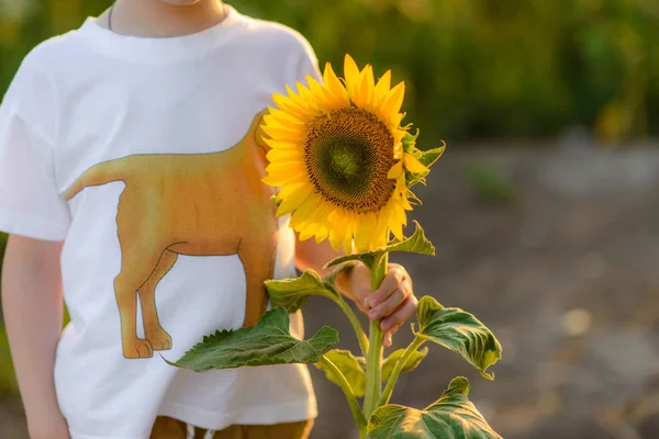 Hermoso Niño Con Girasol Campo Verano — Foto de Stock