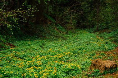 Doğa, çiçek açması, bahar, çim. Bahar alan güzel kır çiçekleri ile
