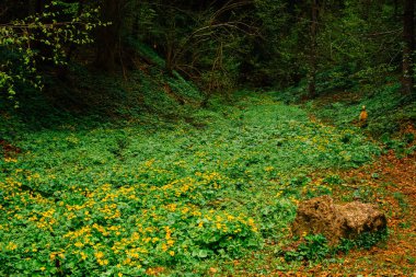 Doğa, çiçek açması, bahar, çim. Bahar alan güzel kır çiçekleri ile