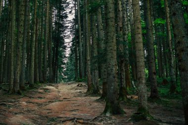 Doğa, bahar, ağaç, ahşap. Orman parça. Arka plan olarak kullanılabilir