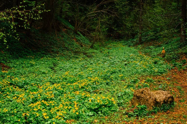 Doğa, çiçek açması, bahar, çim. Bahar alan güzel kır çiçekleri ile