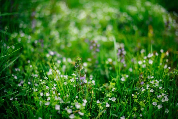 Natureza Primavera Florescimento Grama Campo Primavera Com Belas Flores Silvestres — Fotografia de Stock