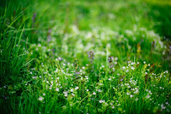 Natureza Primavera Florescimento Grama Campo Primavera Com Belas Flores Silvestres — Fotografia de Stock