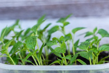 Young green sprouts of plants of pepper and tomato for a house kitchen garden. Cultivation of plants at a window