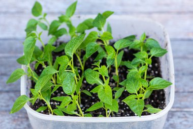 Young green sprouts of plants of pepper and tomato for a house kitchen garden. Cultivation of plants at a window