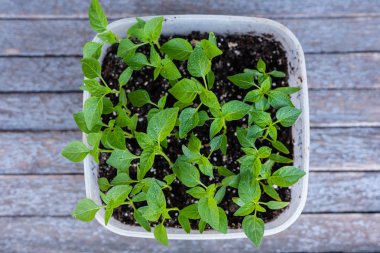 Young green sprouts of plants of pepper and tomato for a house kitchen garden. Cultivation of plants at a window