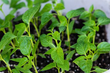 Young green sprouts of plants of pepper and tomato for a house kitchen garden. Cultivation of plants at a window