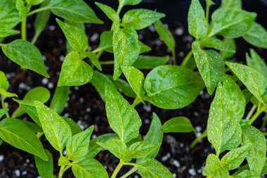 Young green sprouts of plants of pepper and tomato for a house kitchen garden. Cultivation of plants at a window