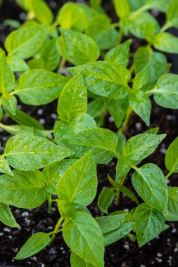 Young green sprouts of plants of pepper and tomato for a house kitchen garden. Cultivation of plants at a window