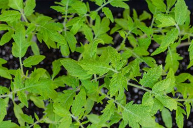 Young green sprouts of plants of pepper and tomato for a house kitchen garden. Cultivation of plants at a window