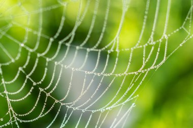 Örümcek ağına bir damla yoğuşma. Damla ile Gossamer