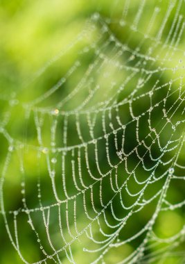 Örümcek ağına bir damla yoğuşma. Damla ile Gossamer