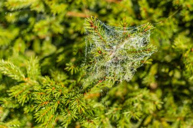 Örümcek ağına bir damla yoğuşma. Damla ile Gossamer