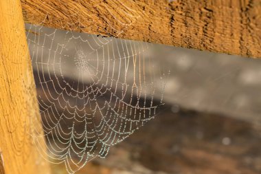 Örümcek ağına bir damla yoğuşma. Damla ile Gossamer