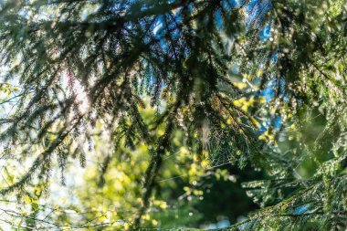 Güneş ışığı ve yaprakları ile defocused yeşil arka plan. Bir ormanın bulanık görüntüsü.